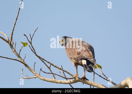 Gros plan d'un aigle serpent à crête (Spilornis cheela), debout sur une branche d'arbre ci-dessus. Banque D'Images