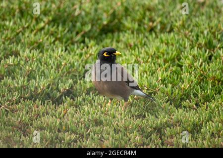 Gros plan d'une belle myna commune adulte (Acridotheres tristis), fourragement sur le sol. Aussi appelé la myna indienne. Banque D'Images