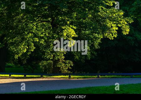 Arbres avec lumière et ombre dans le Bürgerpark Hansestadt Bremen ou main City Park Hanseatic ville de Brême, Etat fédéral de Brême, Allemagne du Nord Banque D'Images