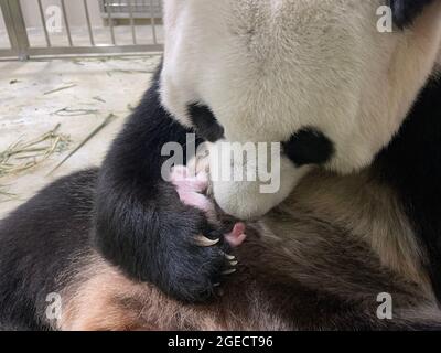 Singapour. 19 août 2021. Le panda géant Jia Jia berce son nouveau-né dans le safari fluvial de Singapour le 19 août 2021. Singapour a vu la première naissance de panda géant sur son territoire le 14 août, a déclaré un communiqué de presse du Groupe des réserves de faune de Singapour (WRS). Credit: Xinhua/Alay Live News Banque D'Images