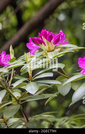 regroupement de fleurs de rhododendron rose-violet foncé qui fleurissent au printemps Banque D'Images