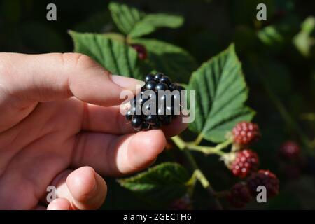 Cueillette de mûres, gros plan de fruits biologiques juteux à la main. Banque D'Images