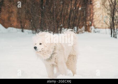 Samoyed Dog ou Bjelkier, Smiley, Sammy Dog secoue la neige en plein air en hiver. Animaux de compagnie espiègles à Snowdrift Banque D'Images