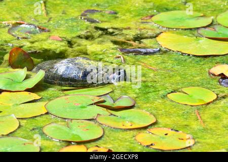 Vienne, Autriche. Tortue mouchetée rouge (Trachemys scripta elegans) Banque D'Images