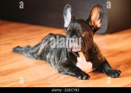 Jeune chien noir français Bulldog chien chiot avec les yeux fermés assis sur le sol Laminate maison intérieure. Chien drôle chien Noir Français Bulldog chien Puppy bébé. Banque D'Images