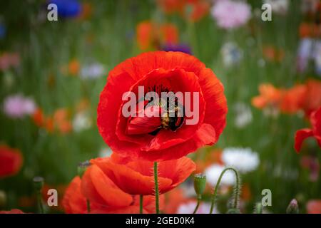 Bubmlebee à l'intérieur de la fleur de pavot rouge dans la prairie d'été Banque D'Images