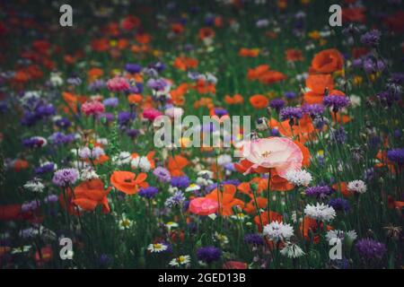 Coquelicot rose dans la prairie colorée d'été Banque D'Images