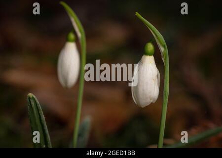 Deux gouttes de neige (Galanthus nivalis) poussent dans les bois de l'arboretum de Lynford, près de Thetford, dans le Norfolk Banque D'Images