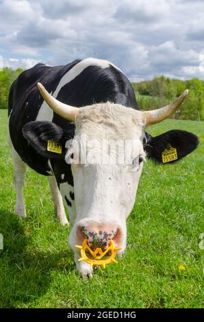 Bétail Fleckvieh (Bos primigenius taurus), vache noire et blanche avec cornes et anneau en plastique, bétail dans un pâturage en Allemagne, Europe Banque D'Images