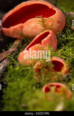 Une série de coupes d'orf de Scarlet (Sarcoscypha coccinea) pousse dans une zone mossy d'un bois de Cambridgeshire à Fordham Banque D'Images