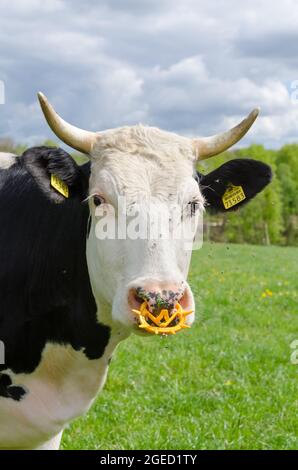 Bétail Fleckvieh (Bos primigenius taurus), vache noire et blanche avec cornes et anneau en plastique, bétail dans un pâturage en Allemagne, Europe Banque D'Images
