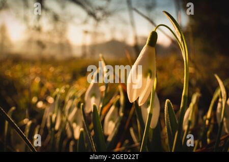 Une seule fleur de neige (Galanthus nivalis) pousse parmi une bande de neige tandis que le soleil se lève au-dessus de Wandlebury Country Park à Cambridge Banque D'Images