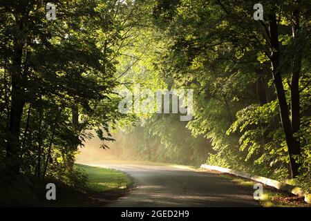 Érables le long d'une route rurale sur un matin de printemps brumeux Banque D'Images