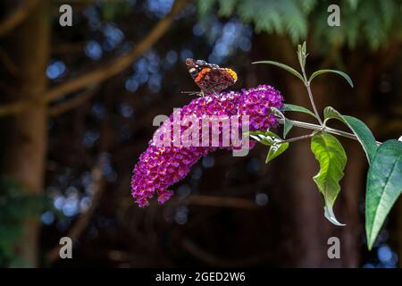 PAPILLON DE L'AMIRAL ROUGE SUR UNE FLEUR DE BOUDDLEIA Banque D'Images