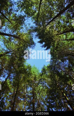 le ciel a été photographié dans une forêt de pins, les sommets des pins proches dans un cercle Banque D'Images