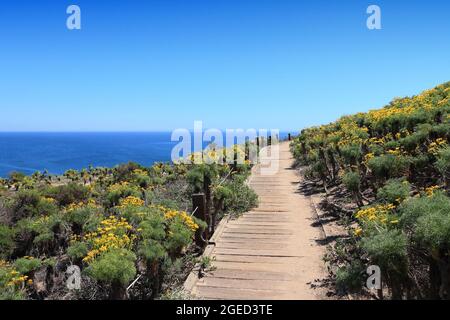 Malibu, Californie, États-Unis. Sentier menant à la plage d'État de point Dume avec fleurs de Giant Coreopsis (Giant Sea dahlia). Banque D'Images