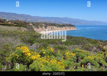 Malibu, Californie, États-Unis. Plage d'État de point Dume avec fleurs de Giant Coreopsis (Giant Sea dahlia). Banque D'Images