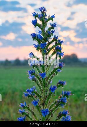 Grand Echium vulgare, ou blueweed, avec des fleurs bleues dans le soleil levant gros plan. Originaire d'Europe et d'Asie tempérée. Faune, levers, commun Banque D'Images