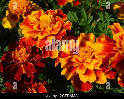 fleurs de marigold d'orange (tagetes) avec croissance dans le potager, avec des feuilles vertes Banque D'Images