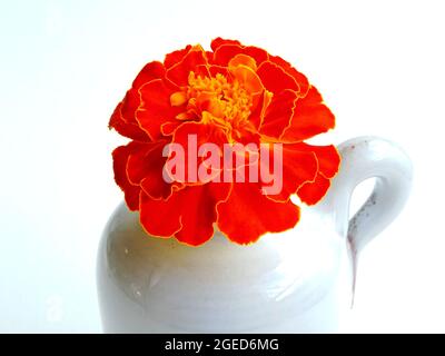 un marigot orange (tagetes) avec un bord jaune sur les feuilles, sur un vase blanc, sur fond blanc Banque D'Images