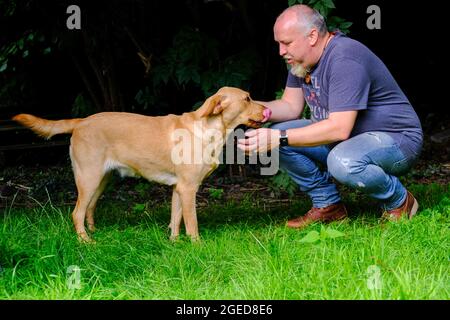 Le beau Homme joue avec son heureux Golden labrador Retriever Dog sur la pelouse de l'arrière-cour. L'homme s'est amusé avec le chien Pedigree fidèle en plein air dans la cour de la maison d'été. Photo de haute qualité Banque D'Images