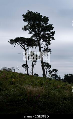 Scots Pine Trees lors d'une journée de gris contre la ligne d'horizon sur les collines de Lickey, West Midlands, Royaume-Uni. Banque D'Images