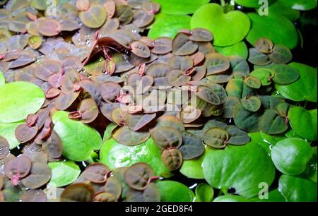 Plante d'aquarium flottant ou réservoir de poisson, type de nénuphars.Phyllanthus fluitans et Limnobium laevigatum. Banque D'Images