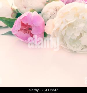 Bouquet de pivoines roses et blanches en gros plan avec espace de copie pour le design. Banque D'Images