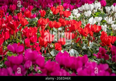 Cyclamen rose, rouge et blanc qui pousse dans un jardin britannique. Banque D'Images