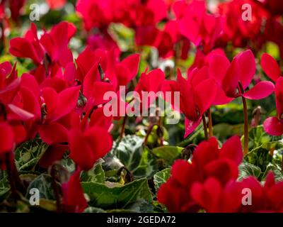 Cyclamen rouge poussant dans un jardin britannique. Banque D'Images