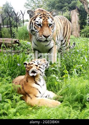 Duisburg, Allemagne. 19 août 2021. Un des deux encore sans nom, autour de quatre mois-vieux de tigres sibériens regarde sa mère Dasha dans l'enceinte extérieure. Les petits frères et sœurs sont frère et sœur. Les tigres sibériens sont considérés comme hautement menacés, et seulement quelques centaines d'animaux sont estimés encore vivants dans le monde entier. Crédit : Roland Weihrauch/dpa/Alay Live News Banque D'Images