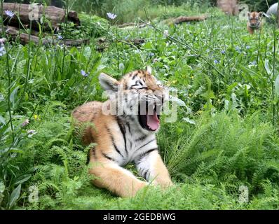 Duisburg, Allemagne. 19 août 2021. L'un des deux encore sans nom, environ quatre mois-vieux tigre de Sibérie des oursons nains dans l'enceinte extérieure sur un pré. Les petits frères et sœurs sont frère et sœur. Les tigres sibériens sont considérés comme hautement menacés, et seulement quelques centaines d'animaux sont estimés encore vivants dans le monde entier. Crédit : Roland Weihrauch/dpa/Alay Live News Banque D'Images