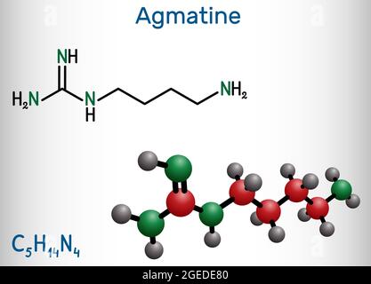 Molécule d'agmatine. Il s'agit d'un composé aminé, membre des guanidines, métabolite naturel de l'arginine. Formule chimique structurelle et modèle moléculaire Illustration de Vecteur