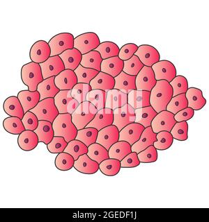 Newt cellules du foie sous un microscope. Illustration vectorielle. Illustration de couleurs vives. Banque D'Images