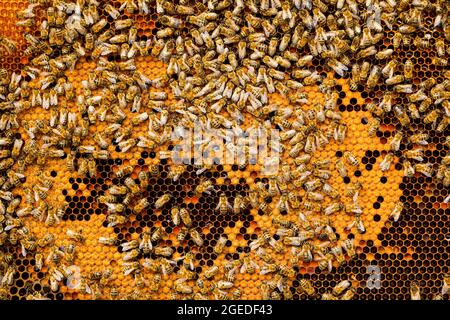 Beaucoup d'abeilles sur des peignes de miel Banque D'Images