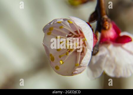 Diverses fleurs naissent au printemps avec de grandes couleurs Banque D'Images