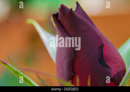 Diverses fleurs naissent au printemps avec de grandes couleurs Banque D'Images