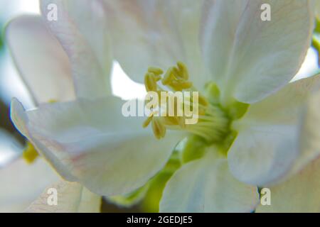 Diverses fleurs naissent au printemps avec de grandes couleurs Banque D'Images