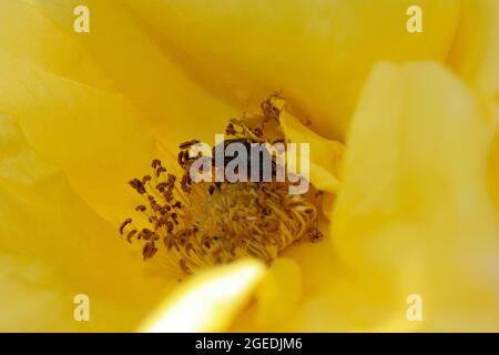 Diverses fleurs naissent au printemps avec de grandes couleurs Banque D'Images