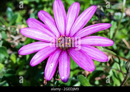 Diverses fleurs naissent au printemps avec de grandes couleurs Banque D'Images