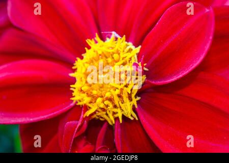 Diverses fleurs naissent au printemps avec de grandes couleurs Banque D'Images