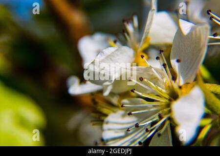 Diverses fleurs naissent au printemps avec de grandes couleurs Banque D'Images