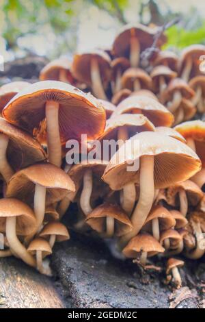 Photo d'une famille de champignons produits à partir de la sous-croissance en automne Banque D'Images