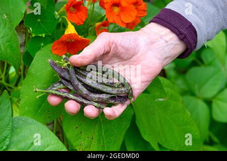 Femme âgée tenant main des haricots violets mouchetés cueillis dans un jardin biologique en août et des naturtiums orange Wales UK KATHY DEWITT Banque D'Images