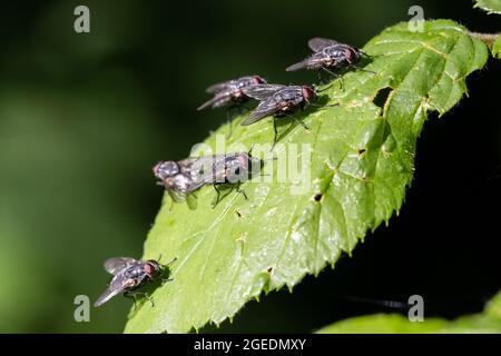 Mouche domestique (Musca domestica) - mouches alignées sur une feuille au soleil, faune britannique Banque D'Images