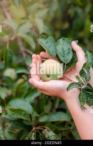 Pommes de récolte. Gros plan et foyer sélectif des mains cueillant la pomme verte mûre et fraîche de la branche d'arbre pleine de feuilles et de pommes. Banque D'Images