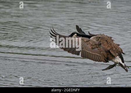 La Bernache du Canada (Branta canadensis) débarque sur un lac de la réserve naturelle des lacs Langford, dans le Wiltshire, en Angleterre, au Royaume-Uni Banque D'Images