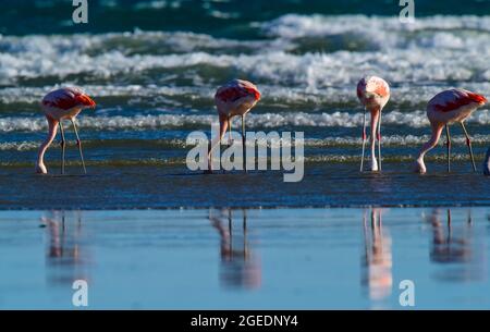 Les flamants se rassemblent dans la ligne de cosat, péninsule Valdes, province de Chubut, site classé au patrimoine mondial de l'UNESCO, Patagonie Argentine. Banque D'Images