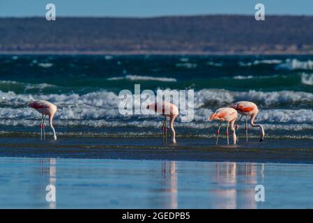 Les flamants se rassemblent dans la ligne de cosat, péninsule Valdes, province de Chubut, site classé au patrimoine mondial de l'UNESCO, Patagonie Argentine. Banque D'Images