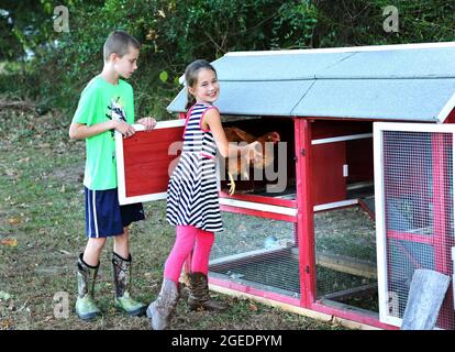 Les jeunes filles et les jeunes garçons enverrouillent les poulets pour la nuit pour les protéger. La fille regarde et sourit tout en mettant un poulet à l'intérieur. Garçon tient la porte. Banque D'Images